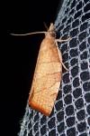 Pandemis corylana