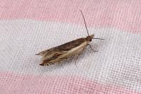 Ancylis apicella