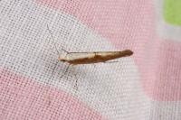 Argyresthia albistria