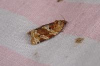 Argyrotaenia ljungiana
