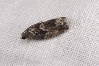 Cydia fagiglandana