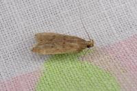 Helcystogramma lutatella