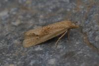 Phtheochroa inopiana