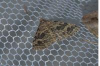 Alucita hexadactyla