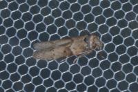 Blastobasis glandulella