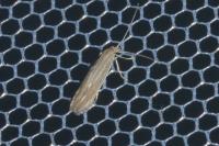 Coleophora lassella