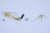 Coleophora lassella