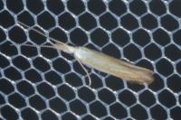 Coleophora currucipennella