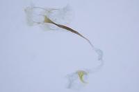 Coleophora currucipennella