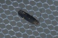 Aproaerema anthyllidella