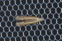 Isophrictis lineatella