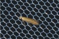 Monochroa cytisella