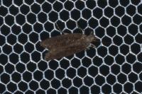 Neofaculta ericetella