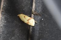 Agapeta hamana