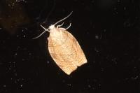Pandemis corylana
