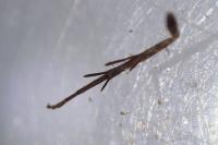 Borkhausenia fuscescens