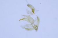 Borkhausenia fuscescens
