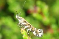 Aristotelia ericinella