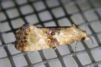 Eupoecilia angustana