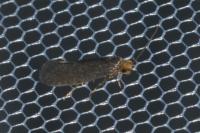 Cephimallota crassiflavella
