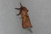 Triodia sylvina