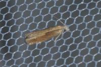 Eucosma obumbratana