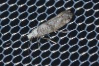 Paraswammerdamia nebulella