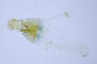 Paraswammerdamia nebulella