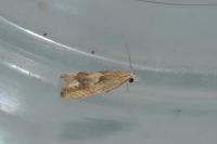 Eucosma conterminana