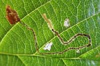 Lyonetia clerkella