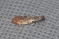 Tinea semifulvella