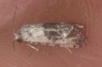 Neocochylis hybridella