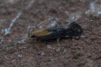 Stomopteryx basalis