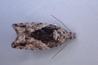 Epinotia nisella