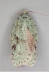 Acleris literana