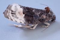 Apotomis betuletana