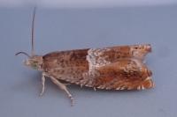 Epinotia tenerana