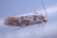 Infurcitinea albicomella