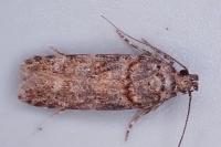Teleiopsis diffinis