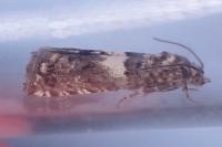 Epiblema graphana