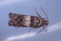 Epiblema graphana