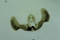 Epiblema graphana