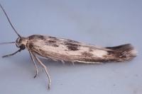 Scythris limbella