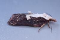 Acleris cristana