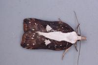 Acleris cristana