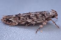 Psoricoptera gibbosella