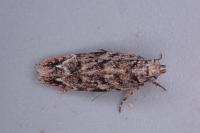 Psoricoptera gibbosella