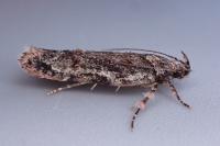 Psoricoptera gibbosella