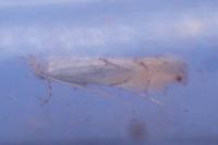 Phyllonorycter harrisella