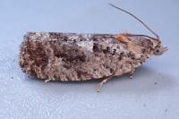 Eudemis profundana